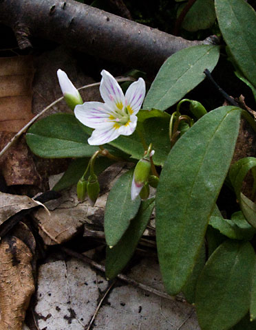 note broad leaves